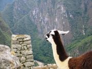 laamat kävelivät  Machu Picchulla joka paikassa